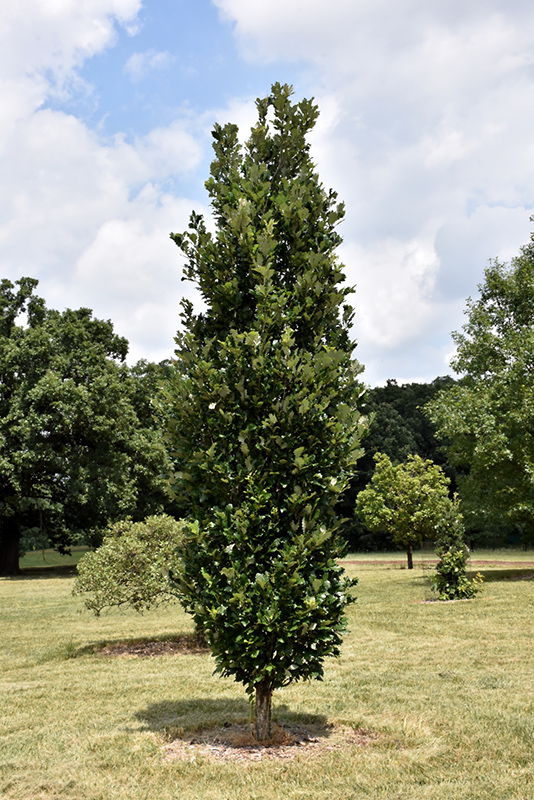 Regal Prince English Oak (Quercus 'Regal Prince') at Cashman Nursery