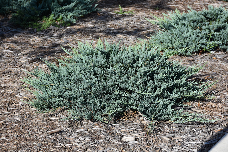 Blue Chip Juniper (Juniperus horizontalis 'Blue Chip') at Cashman Nursery