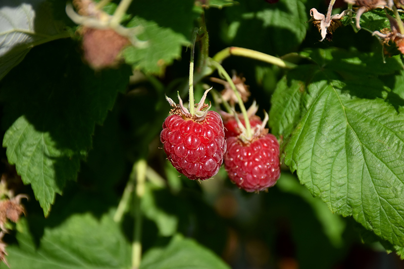 Canby Raspberry (Rubus 'Canby') at Cashman Nursery