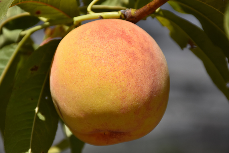 Reliance Peach (Prunus persica 'Reliance') at Cashman Nursery