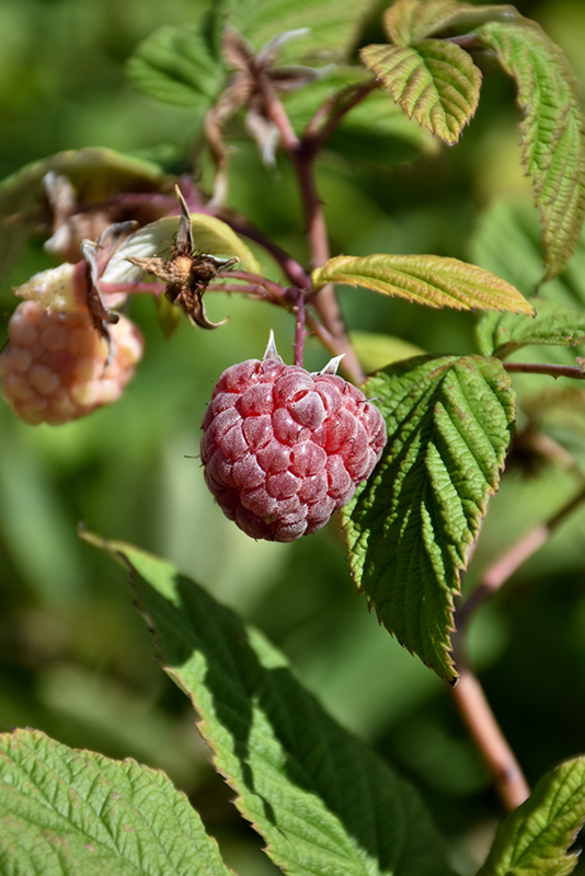 Royalty Raspberry (Rubus 'Royalty') at Cashman Nursery