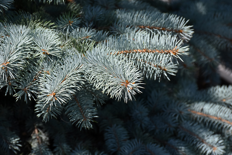 Baby Blue Blue Spruce (Picea pungens 'Baby Blue') at Cashman Nursery