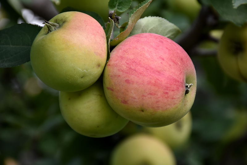 Norland Apple (Malus 'Norland') at Cashman Nursery