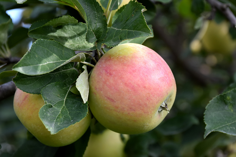 Goodland Apple (Malus 'Goodland') at Cashman Nursery