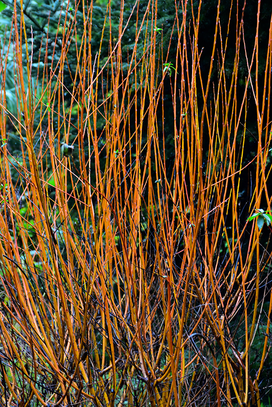 Flame Willow (Salix 'Flame') at Cashman Nursery