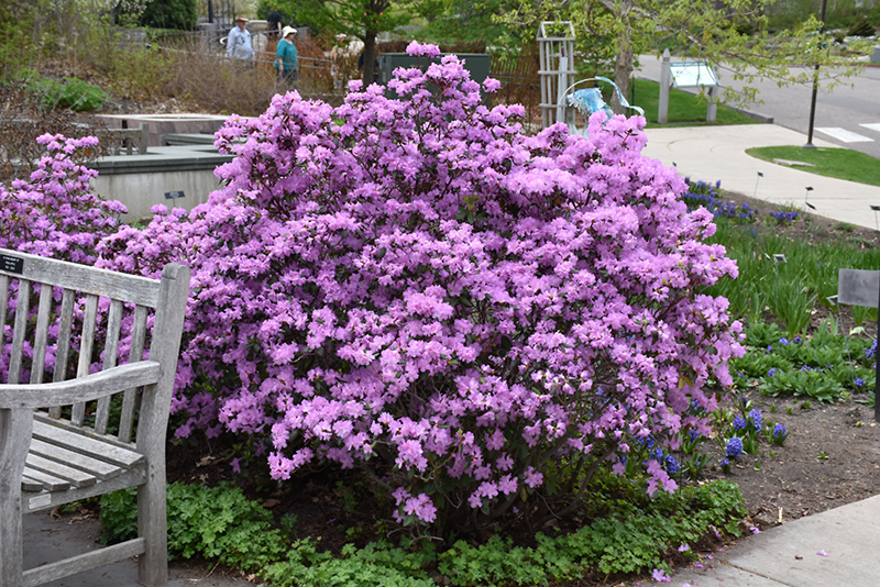 P.J.M. Rhododendron (Rhododendron 'P.J.M.') at Cashman Nursery