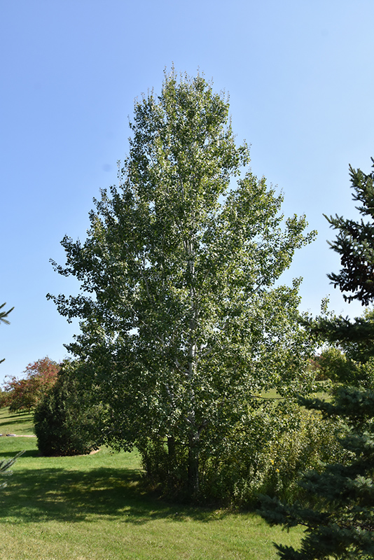 Trembling Aspen (Populus tremuloides) at Cashman Nursery
