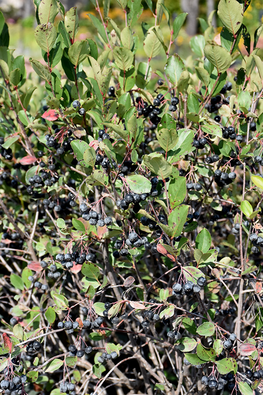 Black Chokeberry (Aronia melanocarpa) at Cashman Nursery