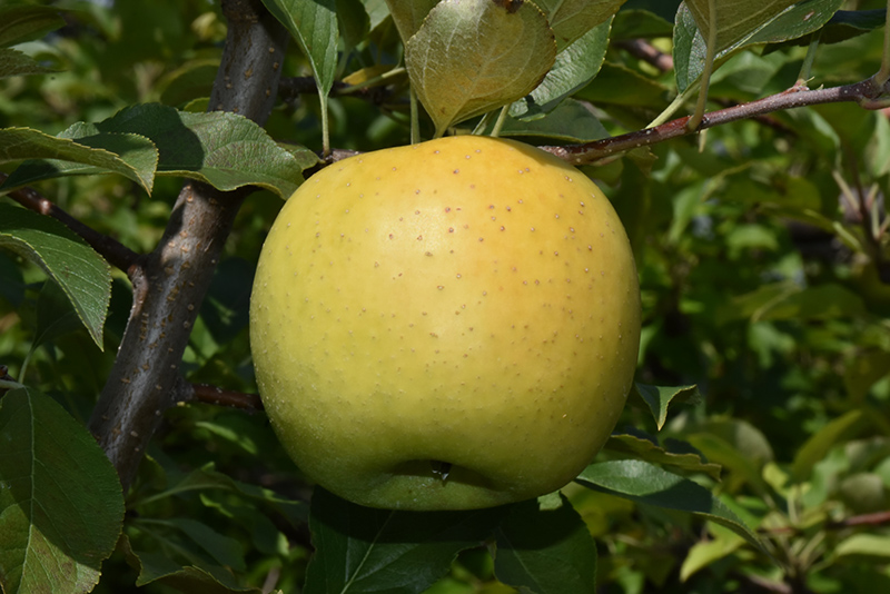 Yellow Transparent Apple (Malus 'Yellow Transparent') at Cashman Nursery