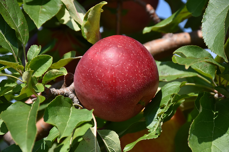 Haralred Apple (Malus 'Haralred') at Cashman Nursery