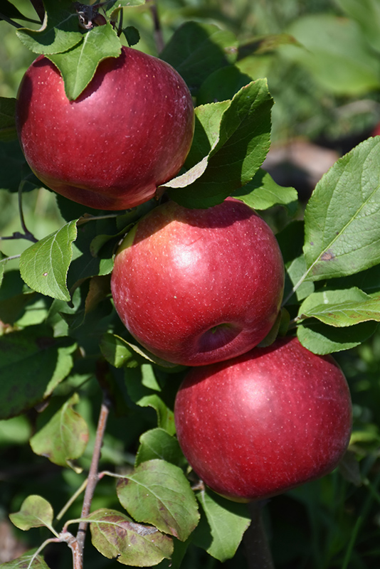 Hazen Apple (Malus 'Hazen') at Cashman Nursery