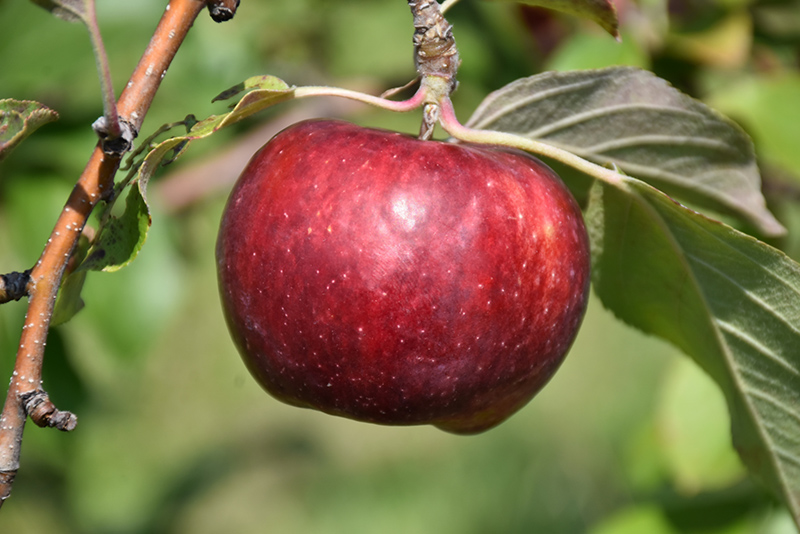 Frostbite Apple (Malus 'MN 447') at Cashman Nursery