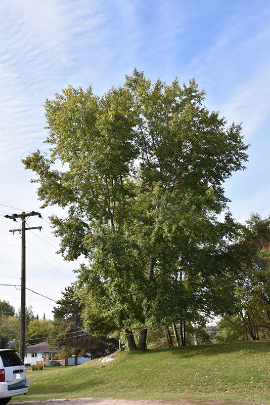 Lanceleaf Poplar (Populus x acuminata) at Cashman Nursery
