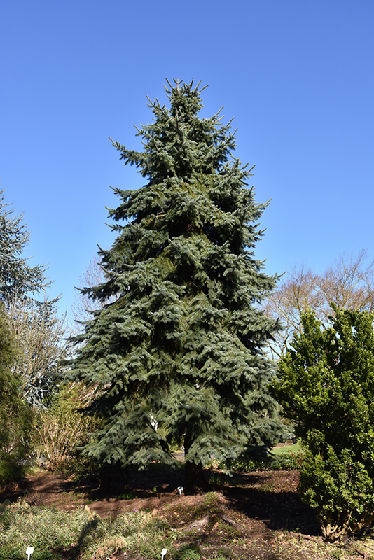 Engelmann Spruce (Picea engelmannii) at Cashman Nursery