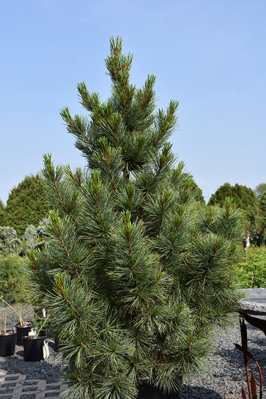Westerstede Swiss Stone Pine (Pinus cembra 'Westerstede') at Cashman Nursery