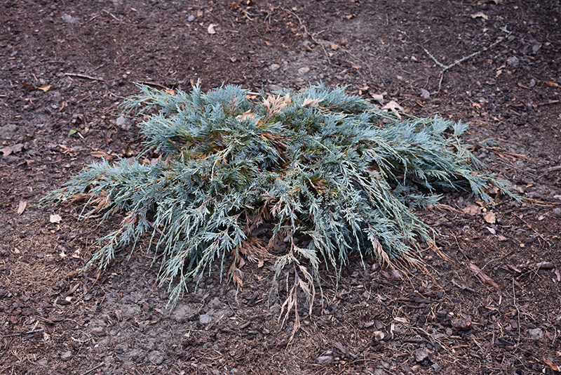 Burly Blue Juniper (Juniperus scopulorum 'MonOliver') at Cashman Nursery
