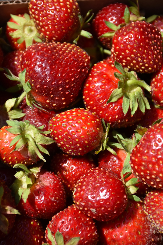 Sparkle Strawberry (Fragaria 'Sparkle') at Cashman Nursery