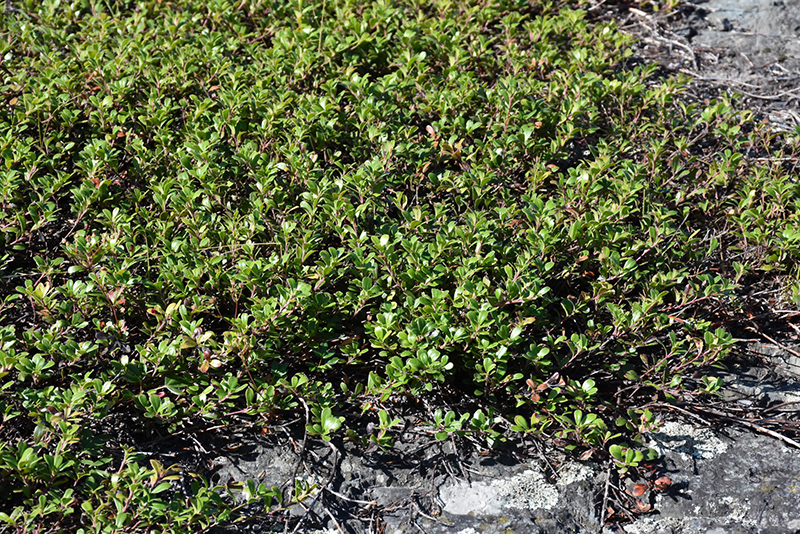 Bearberry (Arctostaphylos uva-ursi) at Cashman Nursery