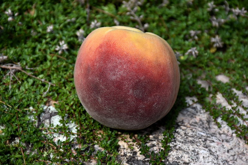 Contender Peach (Prunus persica 'Contender') at Cashman Nursery