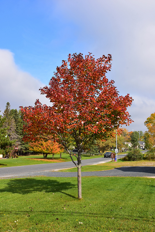 Northwood Red Maple (Acer rubrum 'Northwood') at Cashman Nursery