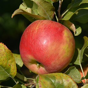 Macintosh Apple (Malus 'Macintosh') in Billings, Montana (MT) at